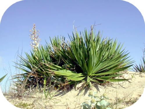 yucca_gloriosa1.jpg